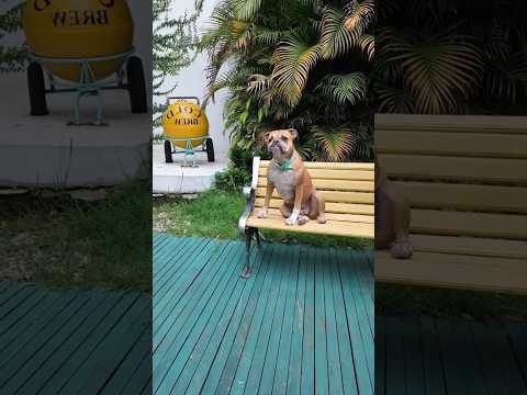 Funny 2 minute dog videos😂😂#funny #dog #video