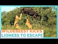 Leaping Wildebeest Kicks Lioness In Dramatic Escape