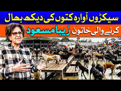 Zeba Masood of Peshawar: The Woman Caring for Over 300 Stray Dogs | Dawn News
