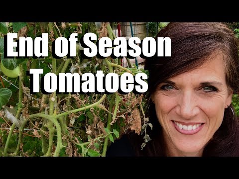 , title : 'Tomato Plants: What to Do at the End of the Season'
