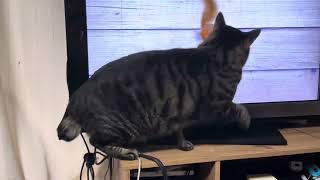 この音が聞こえたら……