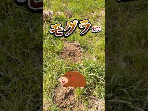 天然の忌避剤: モグラが嫌いな匂いは何ですか?この5つですぐに逃げてしまいます！  庭園
