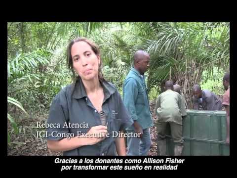 Liberación de chimpancés rescatadas por el Instituto Jane Goodall en Congo.mov