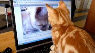 Kitten watching a video of itself