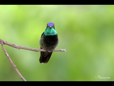 Rivoli's Hummingbird