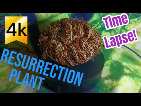 Incredible Resurrection Plant!!! ( 4k Time Lapse ) AKA, The Rose Of Jericho! Dinosaur Plant!