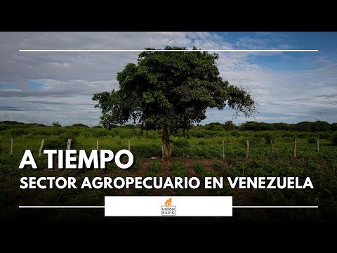 Así se encuentra el sector agropecuario en Venezuela | A Tiempo con José Luis Guillén