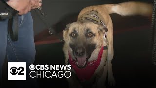 K9s for Veterans Outlet Store to expand to larger suburban Chicago home