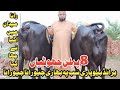 Rana Dairy Farm 10 Top Class Jhotiyan 8 First Lactation Heifers Milking Buffaloes 3 July