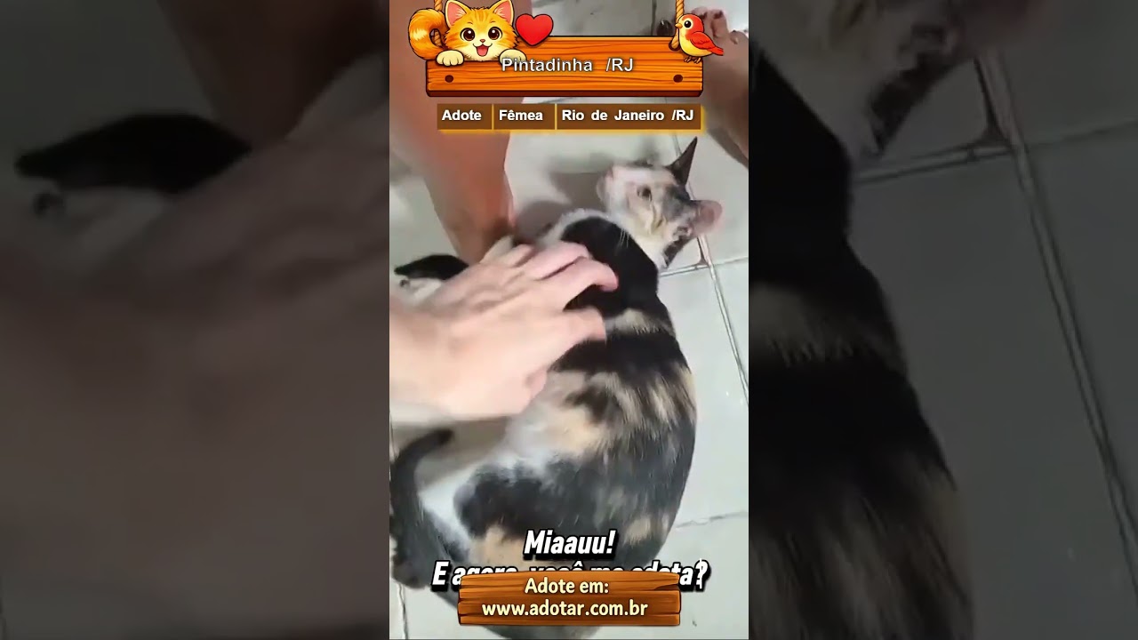 Gato raça SRD-ViraLata idade 7 a 11 meses nome Pintadinha/RJ