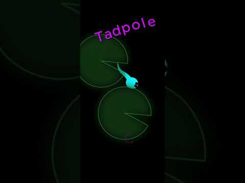 Cat Game: Tadpole Chase