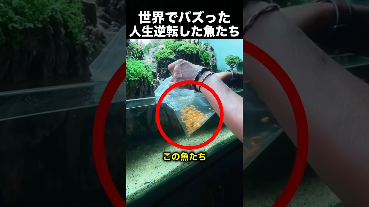 魚たちが“人生逆転”…まさかの新居が豪華すぎた！