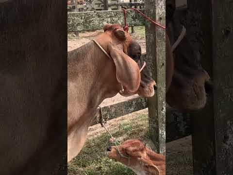 #pernambuco #pecuarista #gado #fazenda #feiradogado #agro #capoeiras