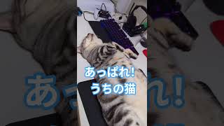 #猫#うちの猫#cat