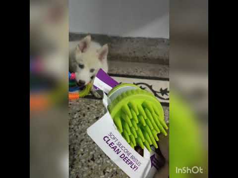 The INDIAN HUSKY's Gifts! |Siberian Husky| |Blue Eyes Husky| |Husky Puppy| |Siberian Husky in India|
