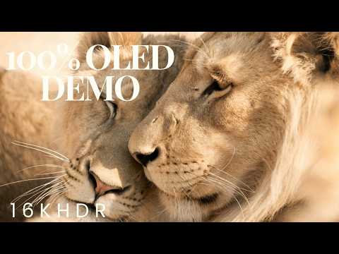 Is a BUFFALO's Strength Enough to Beat a LION in a Fight ?Anamal