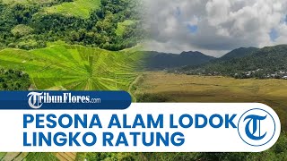 Nikmati Pesona Lodok Lingko Ratung, Wisata Sawah yang Berbentuk Jaring Laba-laba di Manggarai NTT