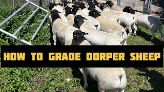 How to grade Dorper sheep Masterclass by South Africa Judge Phil Rawlins: Dorper Sheep Farming Kenya