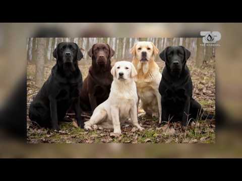 Select, 2 Shkurt 2017, Pjesa 2 - Top Channel Albania - Entertainment Show