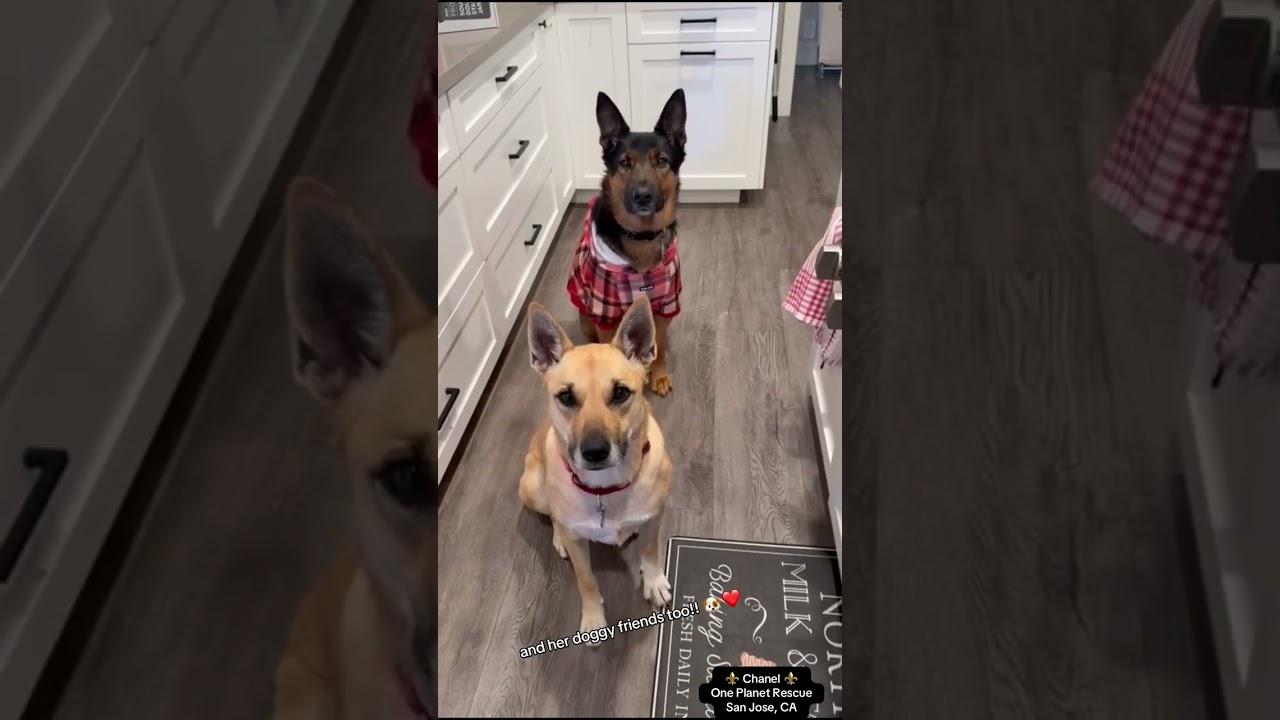 Enlarge Chanel, a Adoptable mixed breed in San Jose, CA video 4/4