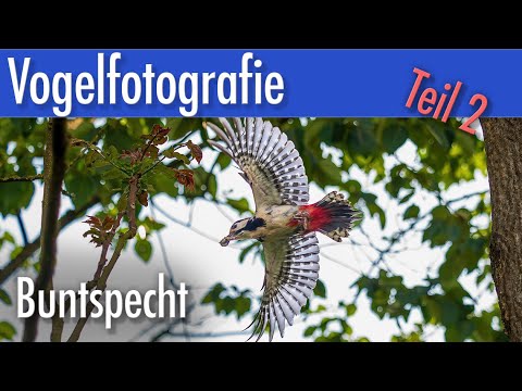 Vogelfotografie - Buntspecht Flugbilder Teil 2