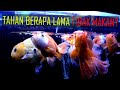 Apa Yang Akan Terjadi Jika Terlambat Memberi Makan Ikan Hias