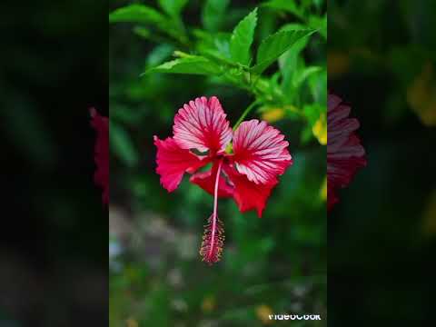 Buluana LSB (Karina)