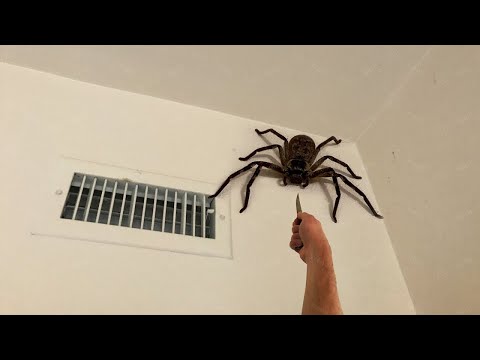 tödliche spinne in meinem zimmer.. (greift an)