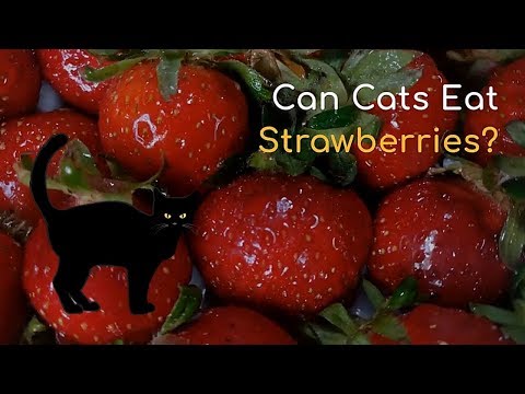 Can Cats Eat Strawberries | Is This Fruit Good for Your Cat