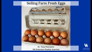 Selling Farm Fresh Eggs