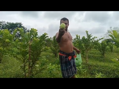 ପୁଣି ଥରେ ତୋଳା ହେଲା ପିଜୁଳି,,,,