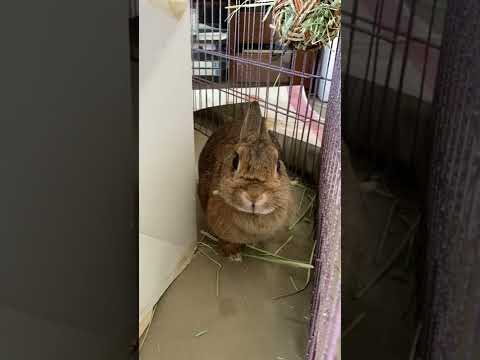 ウサギはどのようにして毛を脱ぐのでしょうか?