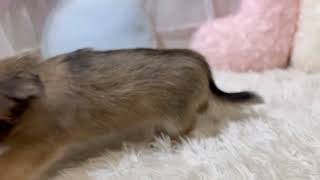 ハーフ犬の動画01