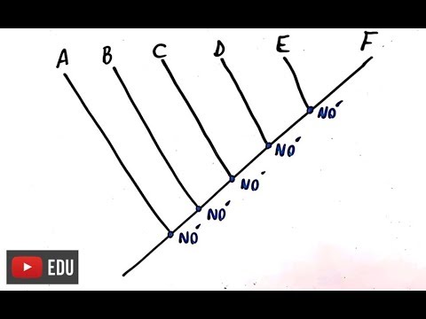 Sistemática Filogenética - Resumo Professor Gustavo