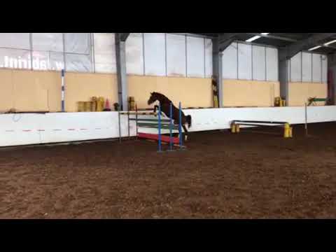 Trakehner stallion Kaffee by Prince Patmos x Preussenprinz - 2 yo - 24.03.2018