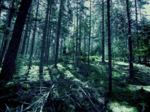 Synthetic Forest-Intoxicated