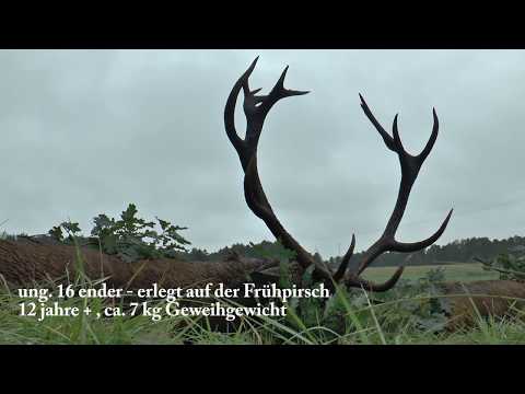 Kapitaler ung. 14-ender wird erlegt - Jagd zur Hirschbrunft in Polen / Pommern