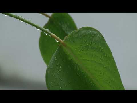 feuilles vertes humides avec des gouttelettes d'eau et de la rosée flottant sous la pluie vecteezy