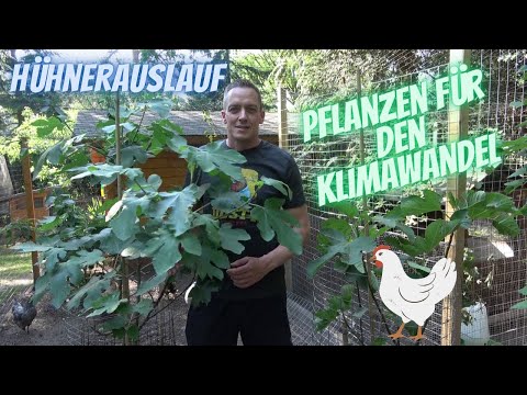 Hühner Tipp 34 - Hühnergehege - Pflanzen für den Klimawandel - Grün trotz Trockenheit