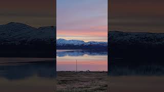 seagulls chats #asmr #norway #birdsounds