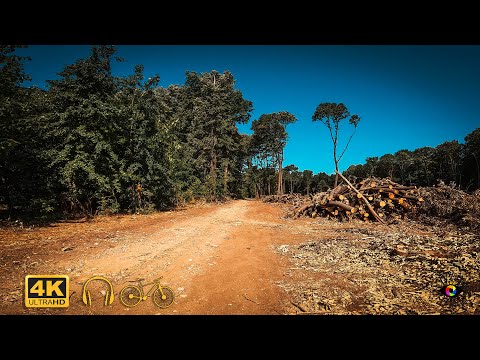 PUSTNICU Forest - Trailer, Ilfov | 4k Virtual Tour | 🇷🇴