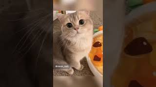 Download lagu Cute Cat #cutecat #cutecatshort #cuteanimals #kucing #kucinglucu #kucingimut mp3 Download lagu Cute Cat #cutecat #cutecatshort #cuteanimals #kucing #kucinglucu #kucingimut mp3