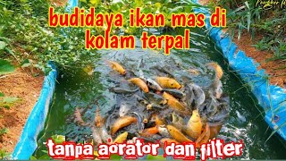 Download lagu It turns out that goldfish can be cultivated in tarpaulin ponds mp3