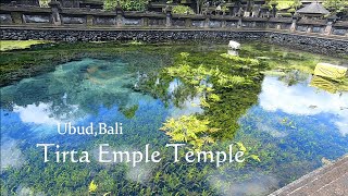 【🇮🇩バリ島 ウブド🇯🇵】ティルタウンプル寺院🛕ライステラス🌾