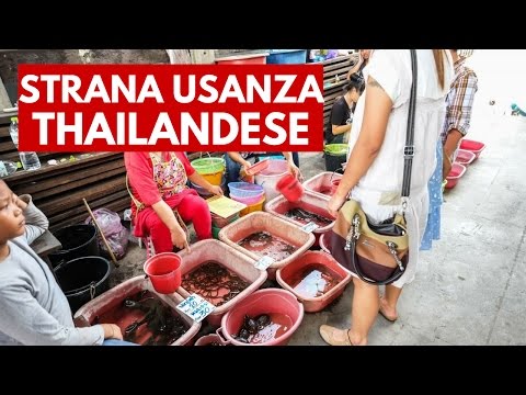 Peperoncino per la potenza Come un pene marito