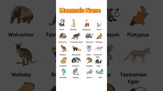 Download lagu Mammals name in English |mammals name| mammals |#mammals #educational#shorts mp3