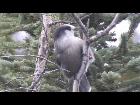 Canada jay foraging and caching