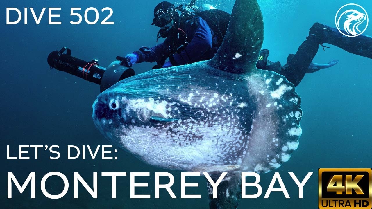 SCUBA Let's Dive: Monterey Bay - Monterey, CA, 2026 - 4k