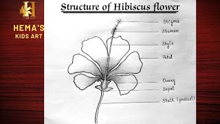 How to draw structure of Hibiscus flower-step by step / Draw & label Parts of flower/Hibiscus flower