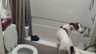 Spike the Greyhound Puppy held captive by the evil bathtub